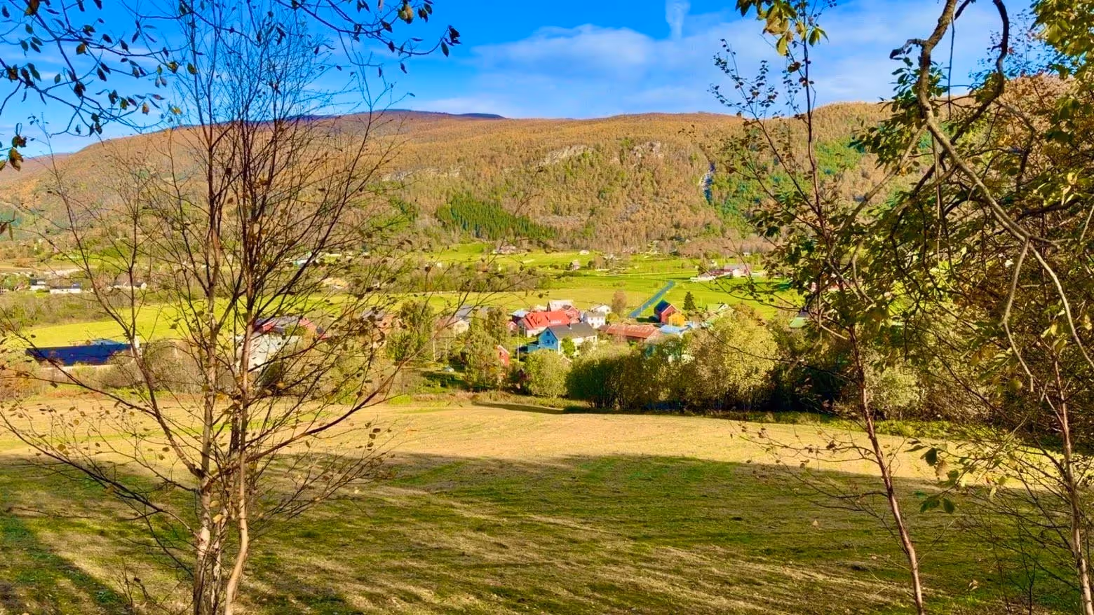 A view of Misvær from Skåttbakkan, between birch trees: a mown meadow in front, colourful houses down in the valley and autumn-coloured hillsides behind, under a blue sky